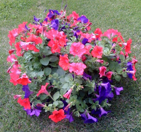 Hanging Basket