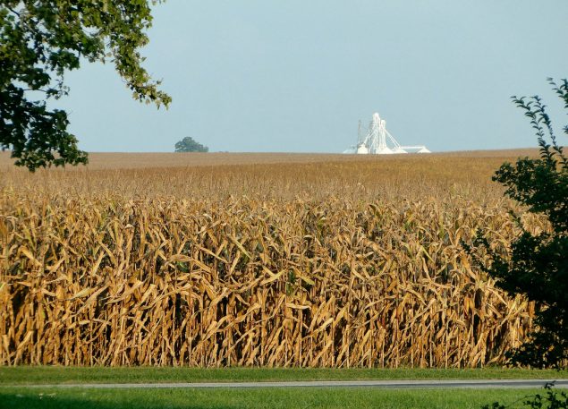 Indiana Corn