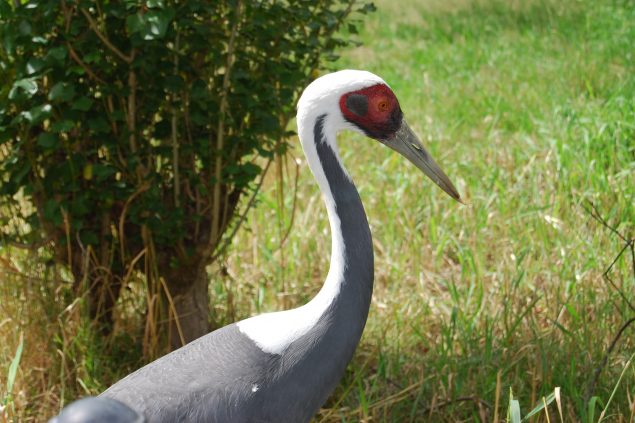 Hooded Crane by flickr-Life As Art